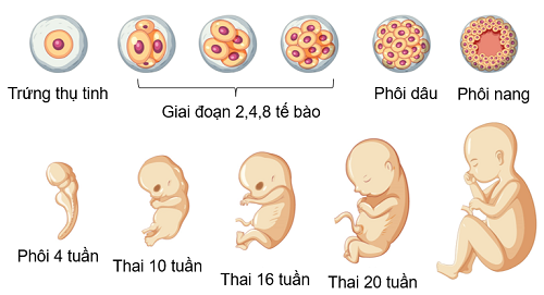 giai đoạn phôi thai ở người, olm